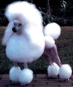 hundesalon-Hannover
