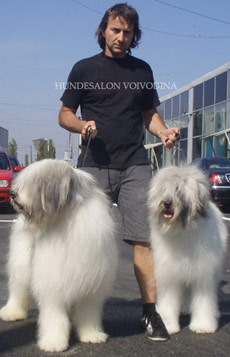 hundesalon-hundefriseur-hannover-langenhagen