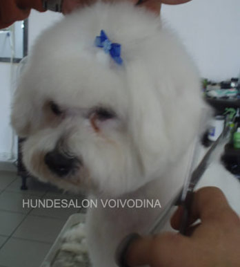 hundesalon-Hannover-Langenhagen