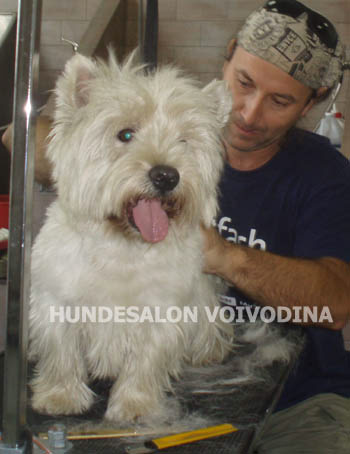 hundesalon-Hannover-Langenhagen