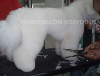 hundesalon-Hannover-Langenhagen