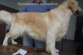 hundesalon-Hannover-Langenhagen